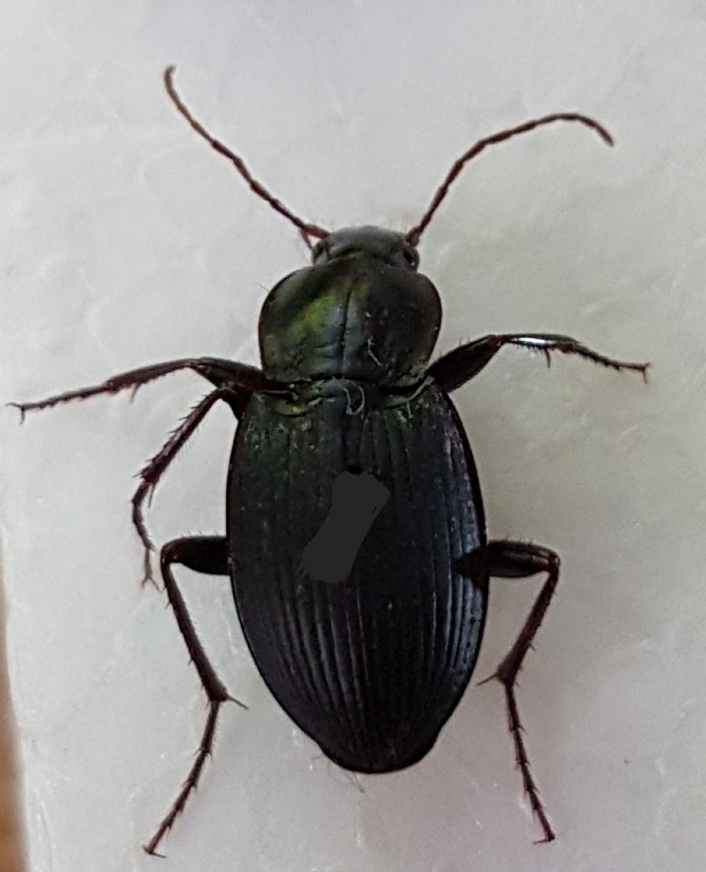 carabidae